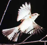 bird flying sparrow photography.jpg (7238 bytes)