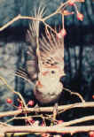 bird watching sparrow landing photography.jpg (13502 bytes)